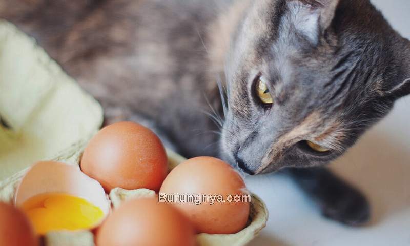 Manfaat Kuning Telur Ayam untuk Kucing (pumpkin.care)