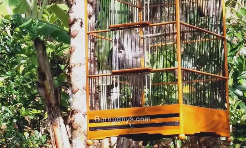 Burung Trucukan Garuda (youtube.com)