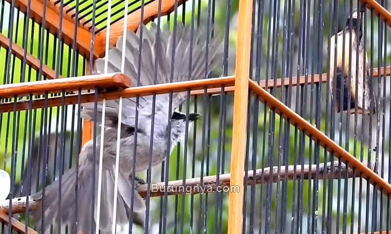 Cara Melatih Burung Trucukan Nggaruda (youtube.com)