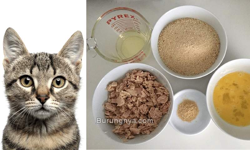 Cara Membuat Makanan Kucing Sendiri (pinterest.com)