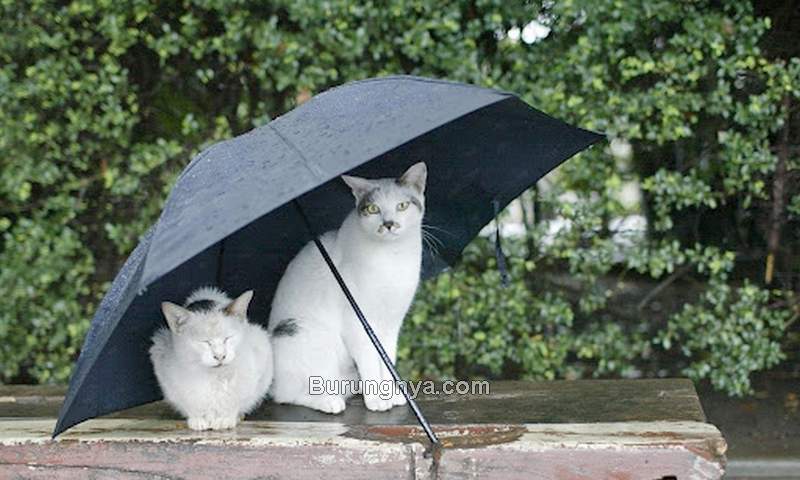 Perawatan Kucing di Musim Hujan (animalhi.com)
