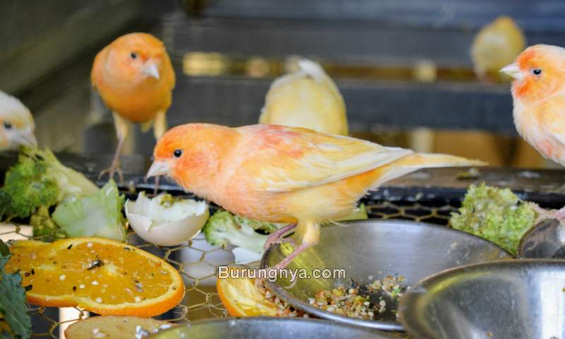 Sayur yang Bagus untuk Makanan Burung Kenari (themarthablog.com)