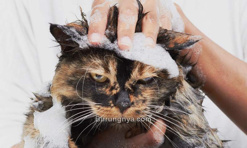 Shampo Manusia yang Boleh untuk Kucing (espressothinker.com)