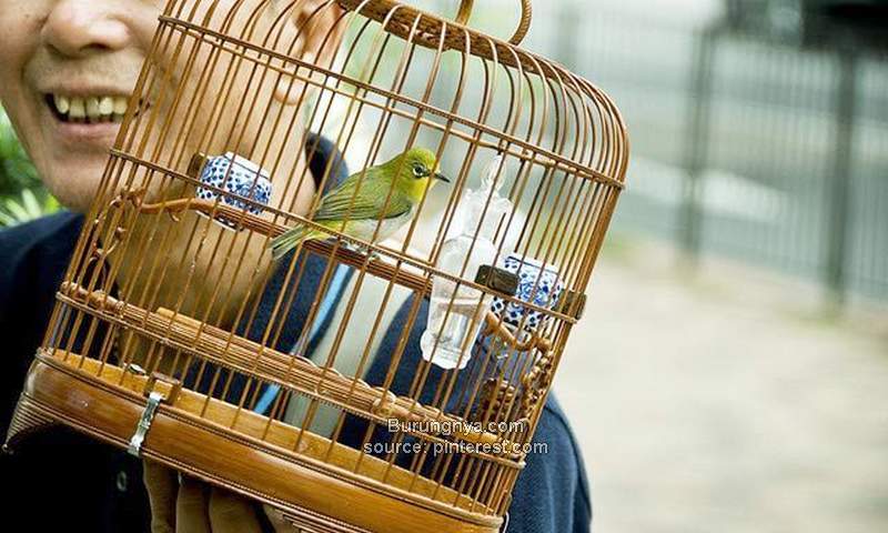 Cara Menghilangkan Bau Busuk pada Sangkar Burung