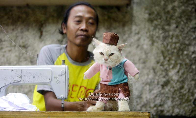Kostum Baju Kucing Lucu Fredi Lugina