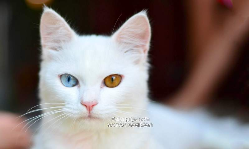 Kucing Mata Beda Warna Odd Eye