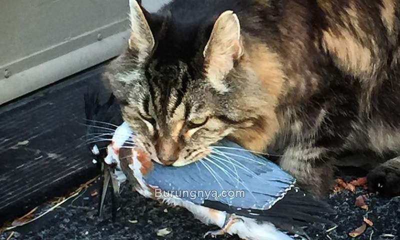 Kucing Tertua di Dunia Corduroy berburu burung (instagram.com)