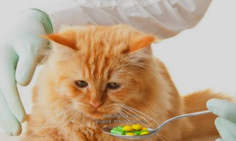 Cara Memberi Obat ke Kucing