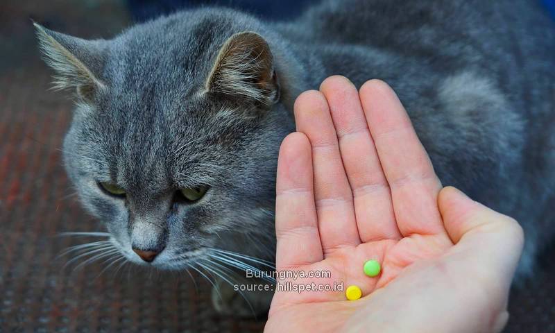 Cara Memberikan Obat pada Kucing