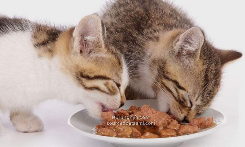 Cara Simpan Makanan Kucing Basah