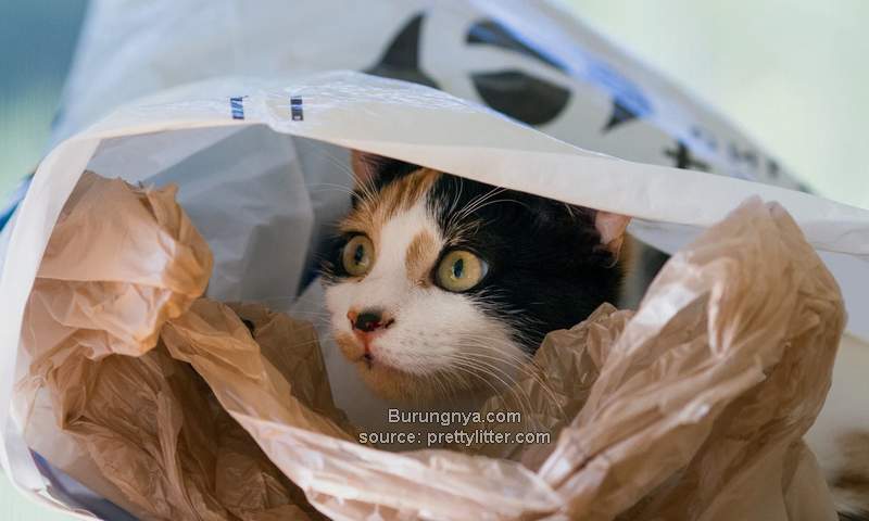 Kucing Mengunyah Plastik dan Makan Plastik