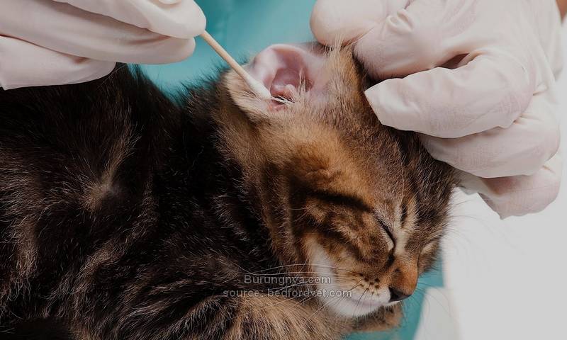 Obat Tetes Telinga Kucing Untuk Membersihkan Telinga Kucing