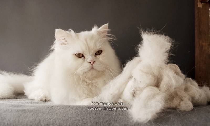 Bulu Kucing Persia Putih Rontok
