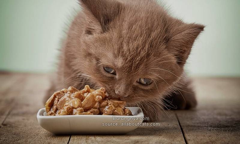Resep Makanan Kucing Anggora Buatan Sendiri