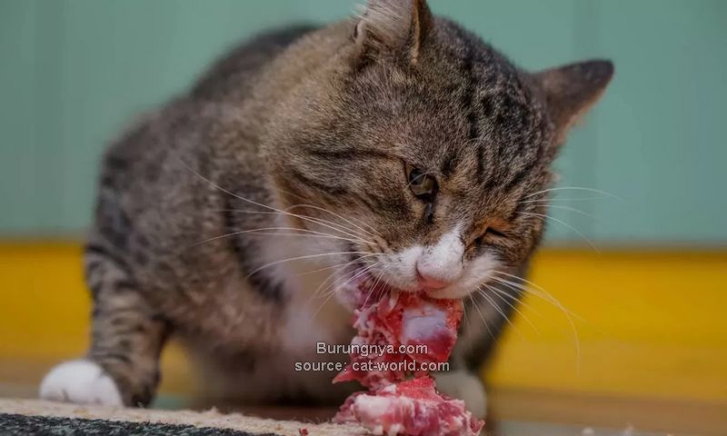 Cara Memberi Makan Daging Sapi Mentah pada Kucing