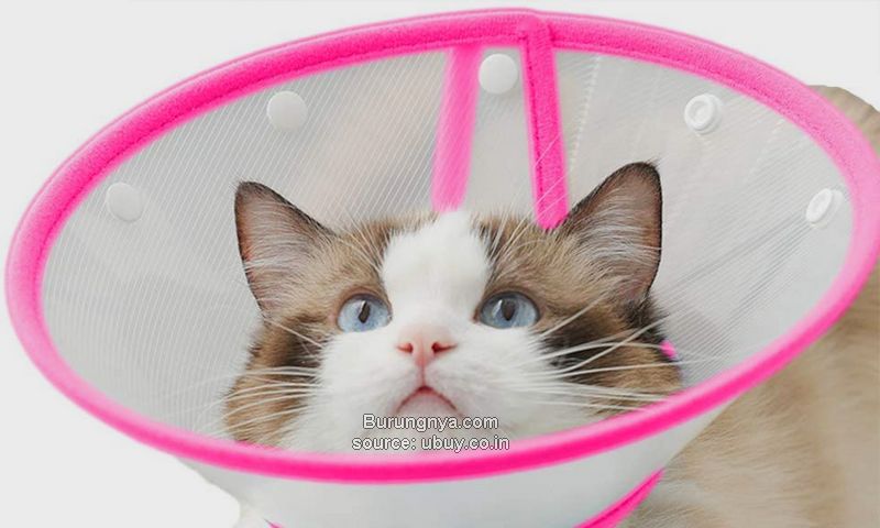 Collar Cone Plastik Kucing