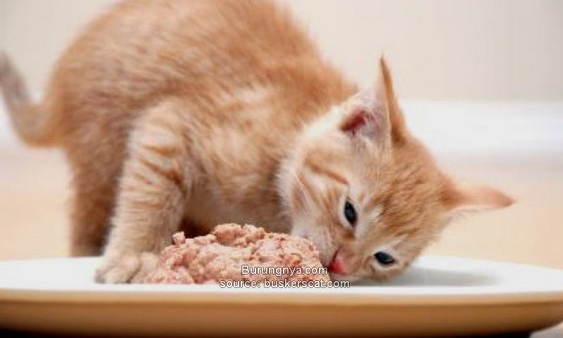 Makanan Kucing Basah Terbaik