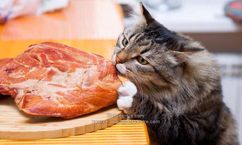 Manfaat Kucing Makan Daging Mentah