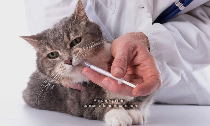 Nama Obat Kucing Kotak P3K Kucing