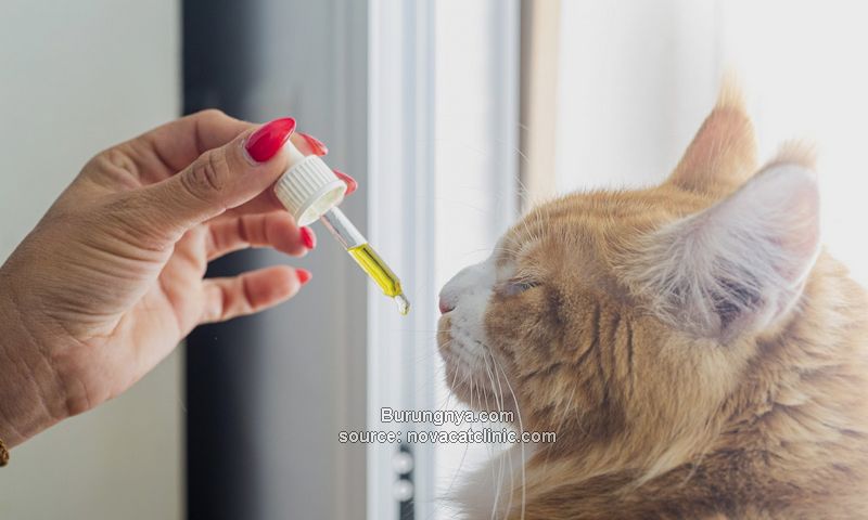 Obat Kucing di Rumah P3K Kucing