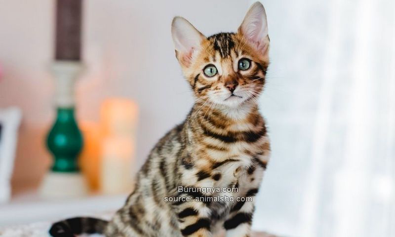 Anak Kucing Bengal