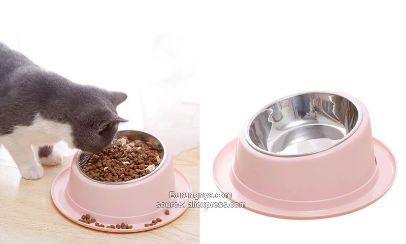 Cara Makanan Kucing Tidak Disemutin