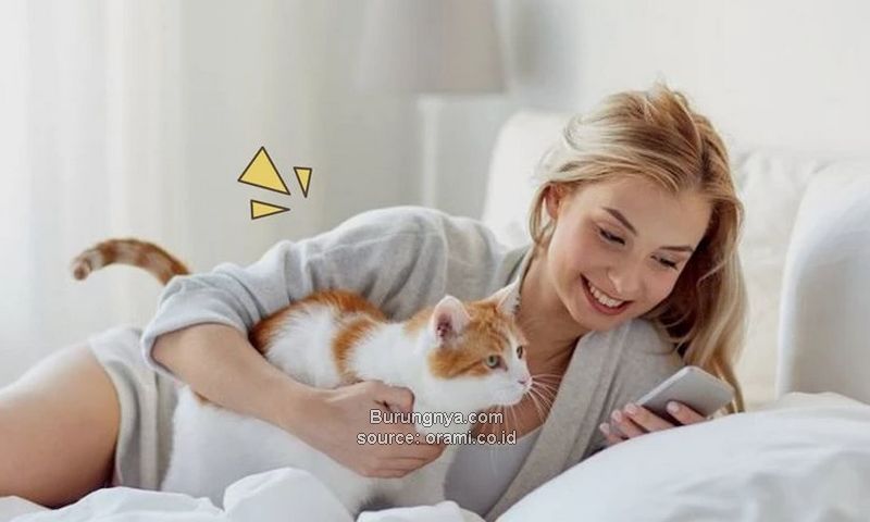 Cara Merawat Kucing di Kosan
