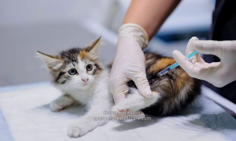 Harga Vaksin Kucing Murah