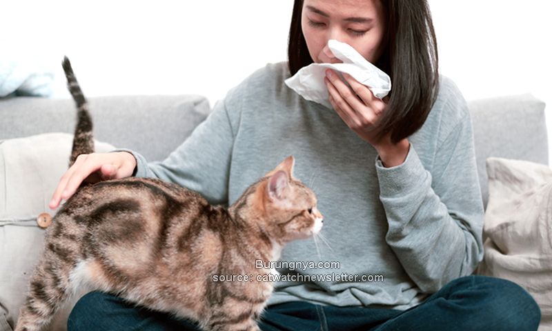 Obat Alami Alergi Kucing