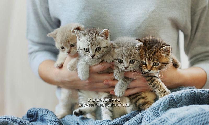 Tips Cara Merawat Anak Kucing Mulai dari Bakalan sampai Dewasa