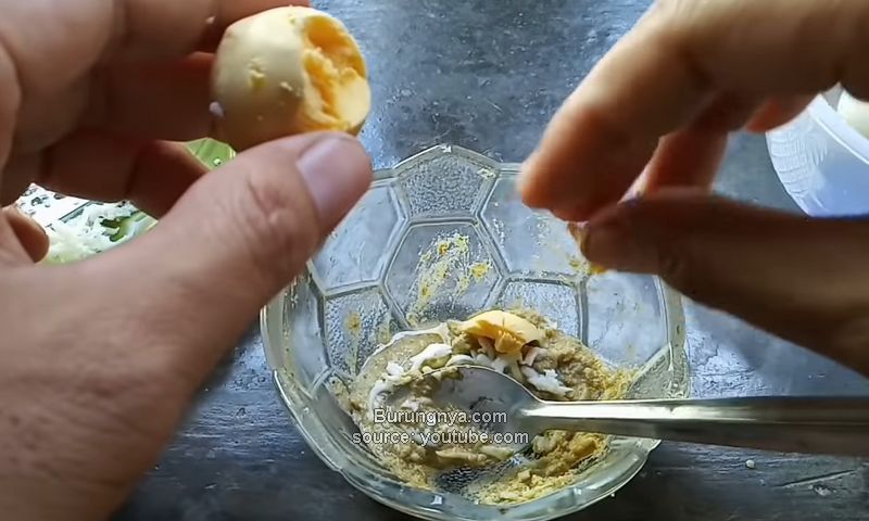 Makanan Burung Murai Batu Lolohan Kuning Telur