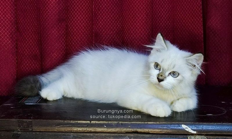 Kucing Himalaya Harga Murah