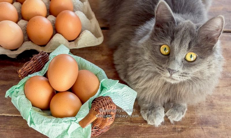Makanannya Kucing dari Telur