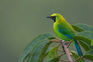 Burung Cucak Ijo (singaporebirds.com)