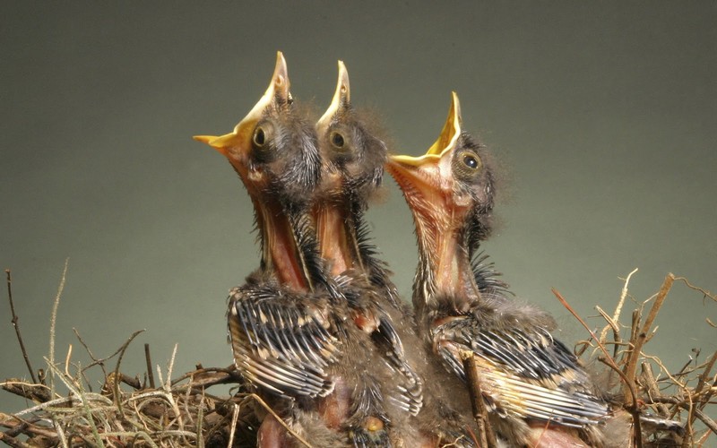 Cara Merawat Burung Jalak Suren Anakan Agar Cepat Gacor dalam 1 Bulan -  Burungnya.com