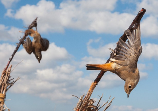 Cara Menangkap Burung yang Lepas Dari Sangkar Sesuai Jenis Burung