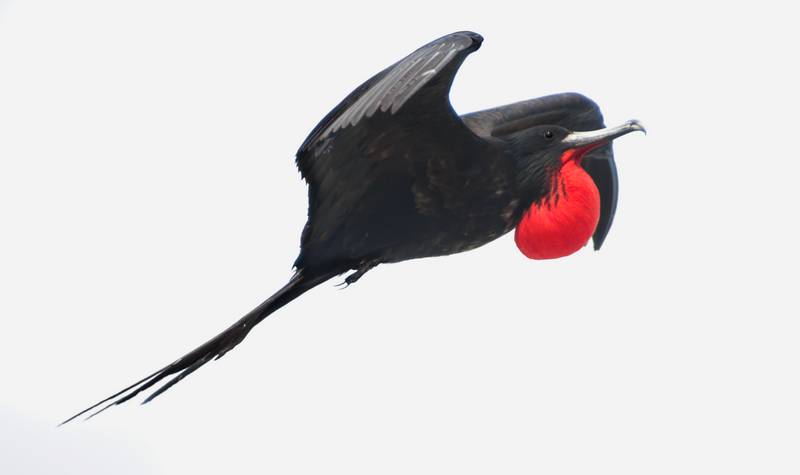 Burung Cikalang (nicholas.duke.edu)
