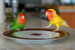Lovebird (wikiwand.com)