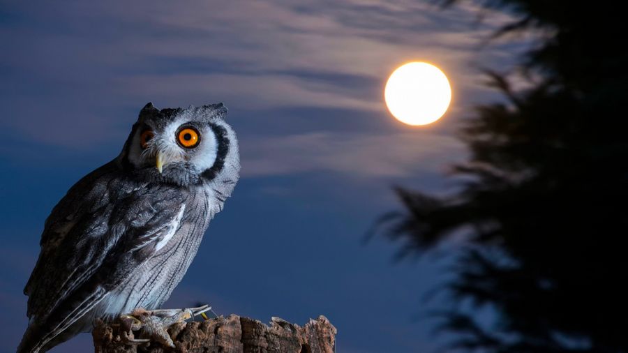 36 Fakta Unik dan Mitos Burung Hantu yang Mencengangkan - Burungnya.com