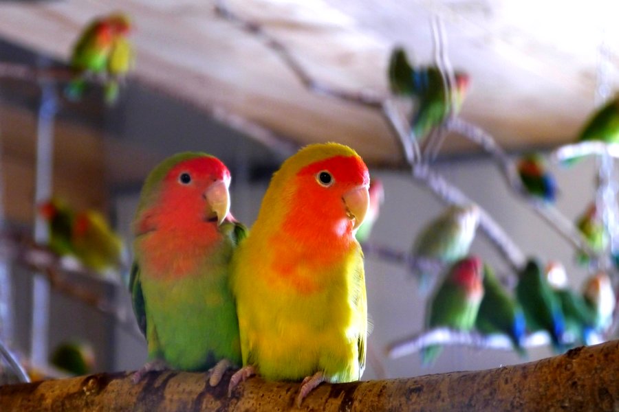 Lovebird (fosterparrots.com)