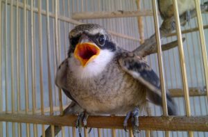 Burung Cendet (alvancms.blogspot.co.id)