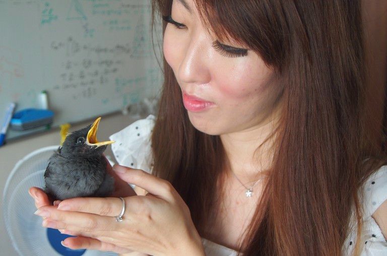 Cara Membuat Burung Jalak Sangat Jinak Hingga Mengikuti Keinginan  Pemiliknya - Burungnya.com