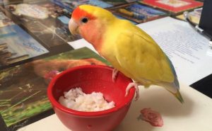 Lovebird makan nasi (youtube.com)