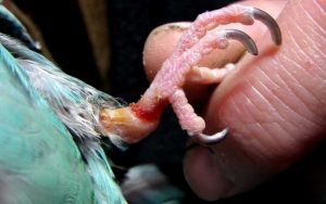 Masalah pada burung yang memakai ring (youtube.com)