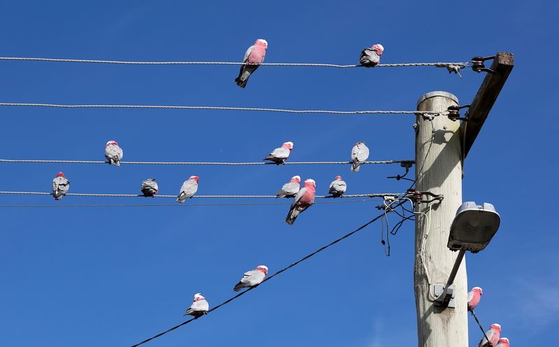 Burung tidak kesetrum listrik (capitafinance.com.au)