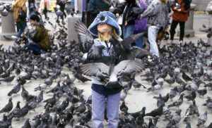 Cerita Lucu Burung (pigeonmanwatchesyou.wordpress.com)