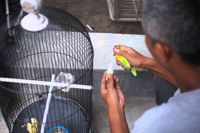 7 Tips Rahasia Merawat Burung Yang Dibocorkan Pemilik Lovebird Kusumo Burungnya Com