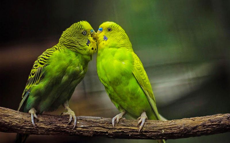5 Jenis Burung Peliharaan yang Cocok Untuk Keluarga dan Anak Kecil – Burungnya.com