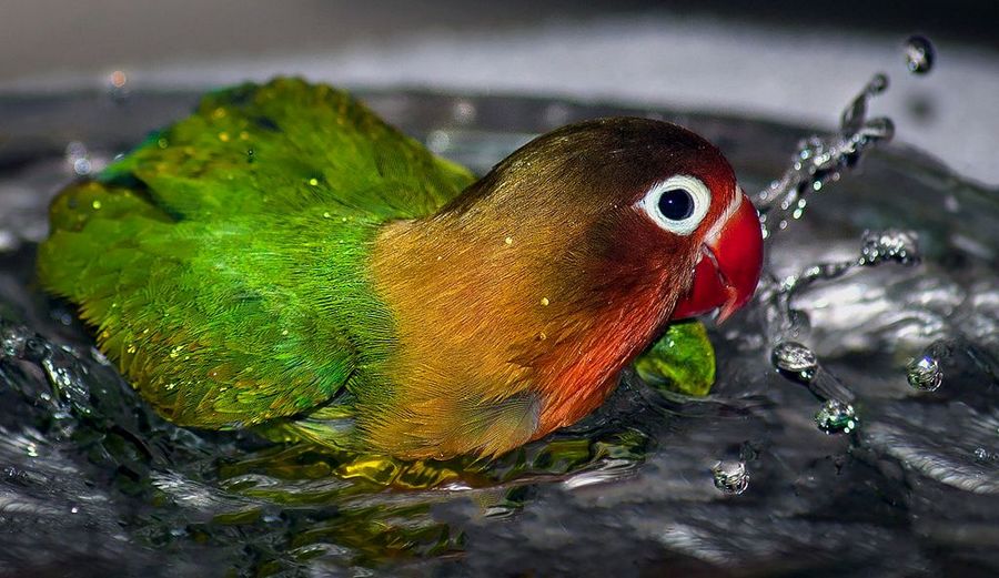 Burung mandi (flickrhivemind.net)