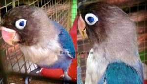 Lovebird unik dengan mata biru blue eyes (facebook.com)